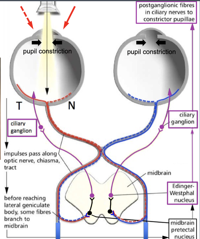 <p>lateral geniculate nucleus</p>