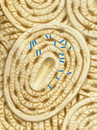 <p>(grooves along the rings)</p>