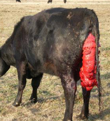 <p>Uterine prolapse</p>
<p>Note: These usually occur during the first day or postpartum</p>