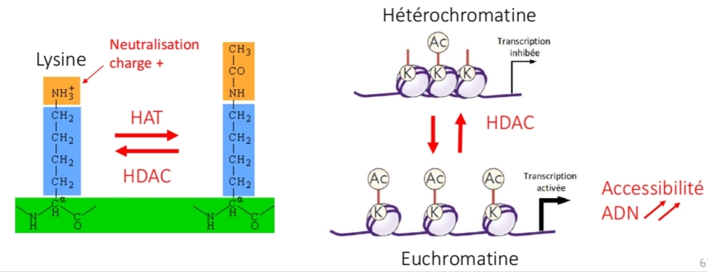 <p class="has-focus">grpm- acétyle sur Nter d’un histone</p><p>enz : HAT / HDAC<br>Neutralise charge + Nter H</p><p class="has-focus">→ ↓ interaction<br>→Accessibilité ADN ↑</p><p class="has-focus"><span data-name="sparkles" data-type="emoji">✨</span>️ expression génétique</p>