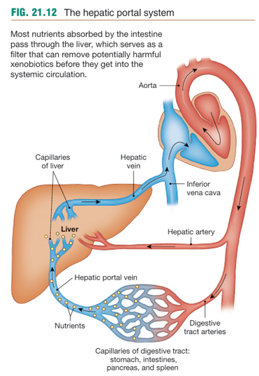 <ol><li><p>one that pick u absorbed nutrients at the intestine</p></li><li><p>another that delivers the nutrients directly to the liver</p></li></ol><p></p>