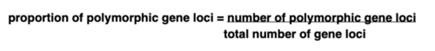 <p>- Polymorphism = a locus that has 2 or more alleles</p><p>- Working out the proportion of polymorphic gene loci in an organisms gives a measure of genetic diversity</p>