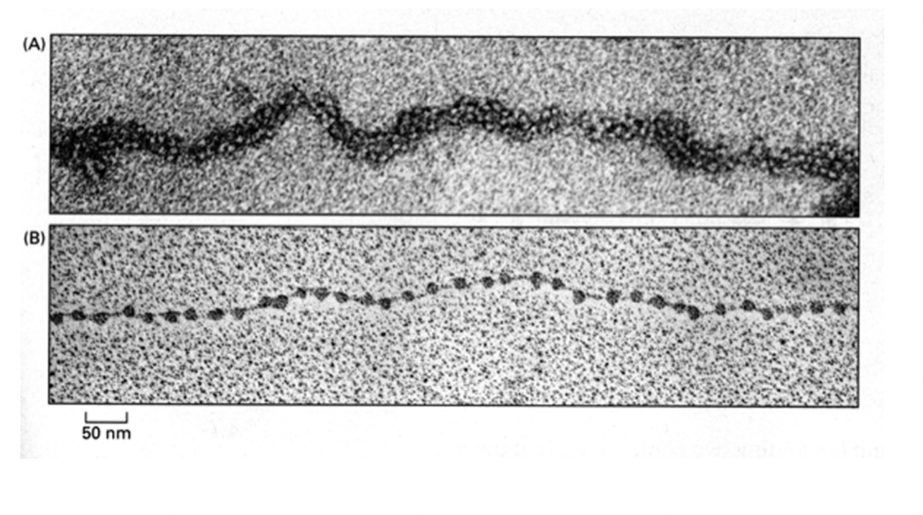<ul><li><p>regular arrays of nucleosomes&nbsp;</p></li><li><p>along the genomic DNA→ 1/100 mm in diameter</p><ul><li><p>→ constituting a<strong> chromatin fibre</strong></p></li></ul></li></ul><p>beads on a string</p>