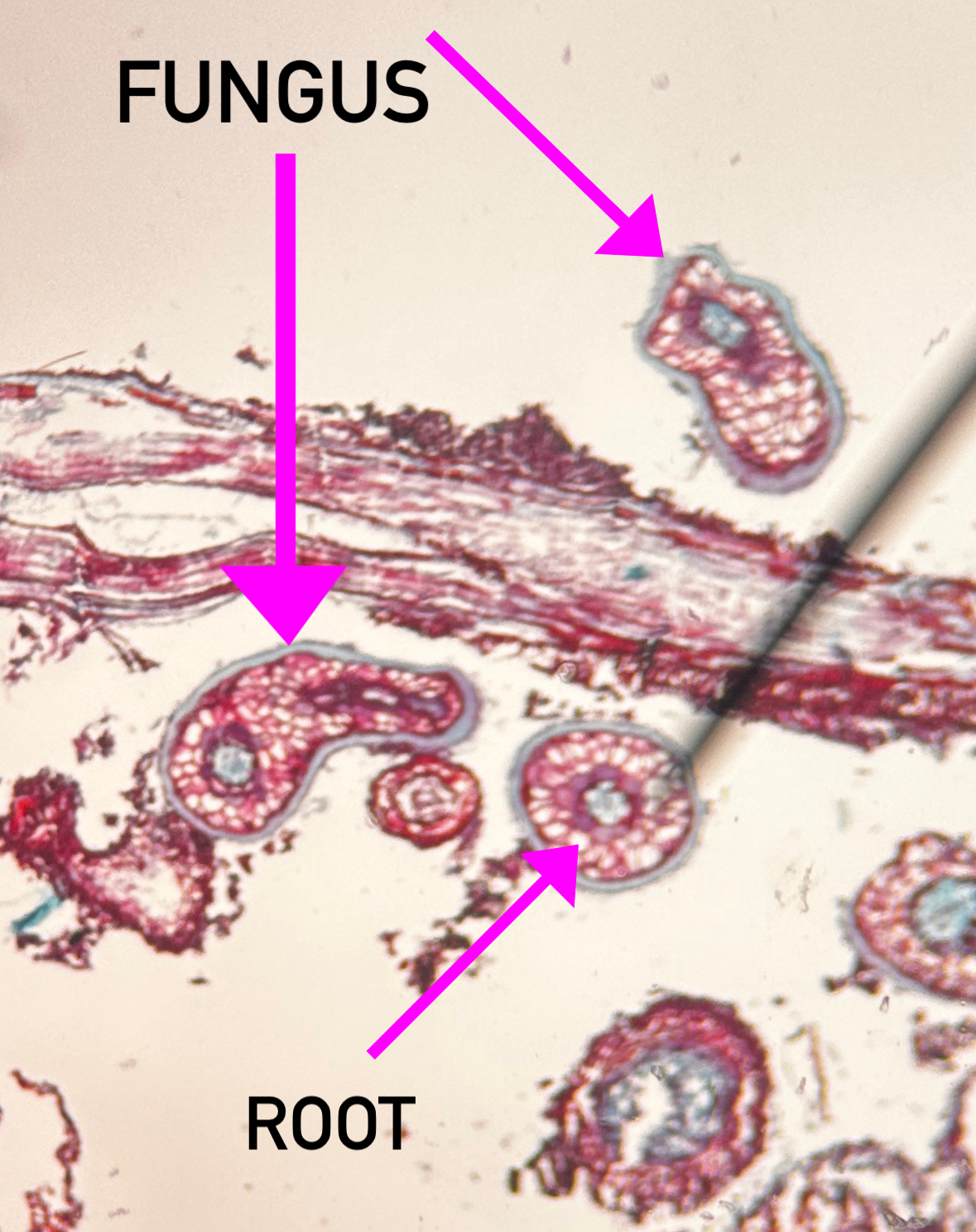 <p>Ectomycorrhizal fungi</p>