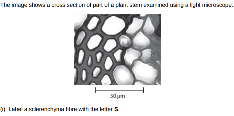 term image