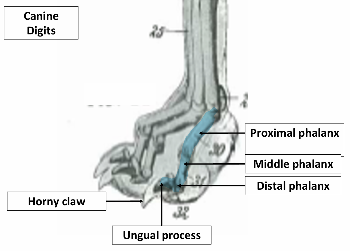 <ul><li><p>Proximal phalanx</p></li><li><p>Middle phalanx</p></li><li><p>Distal phalanx</p></li><li><p>Ungual Process</p></li><li><p>Horny Claw</p></li><li><p>Sesamoid bones: two sesamoid bones on the palmar/plantar surface of each metatarsophalangeal joint of each main digit (distal sesamoid bones are cartilaginous</p></li></ul><p></p>