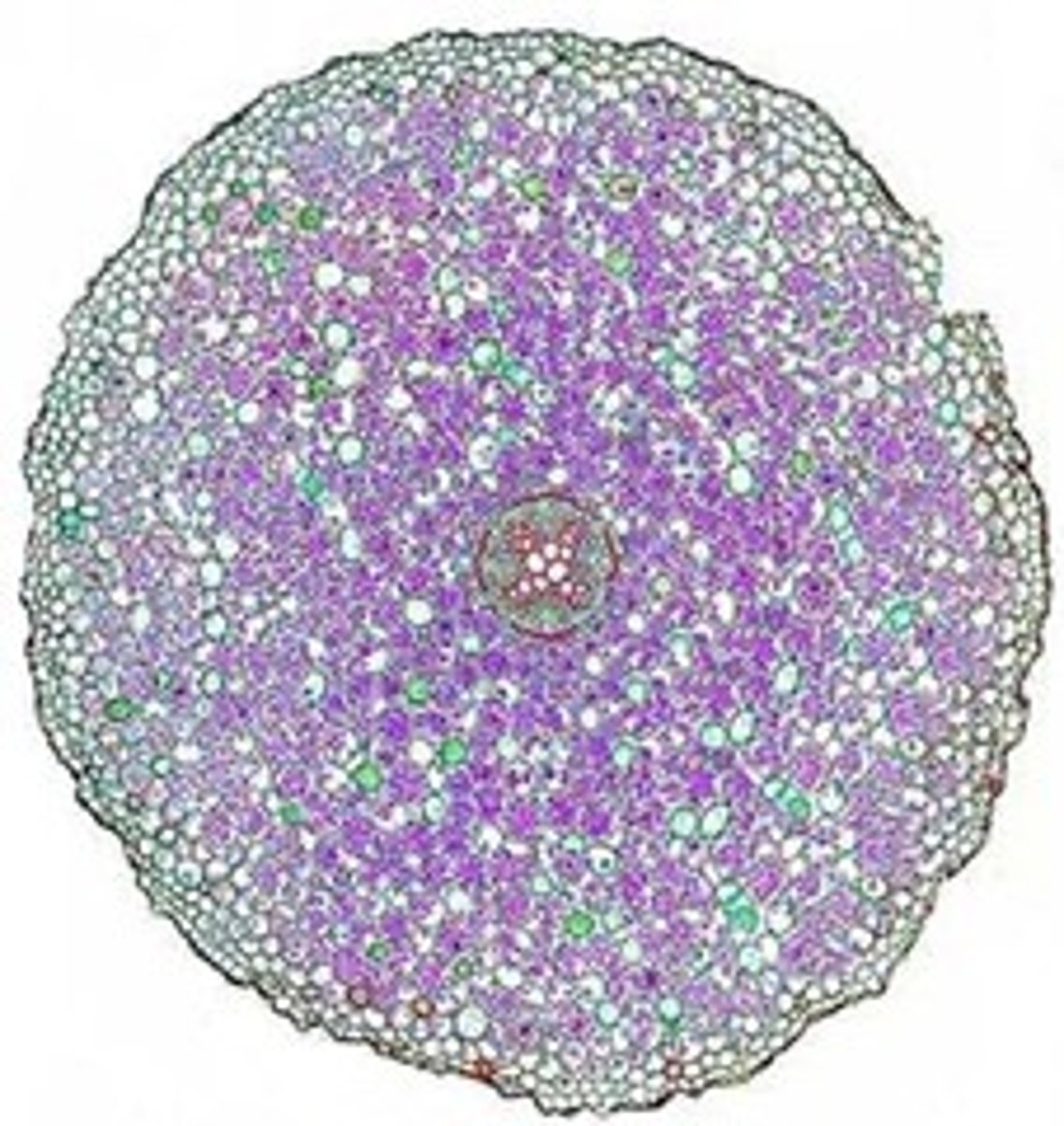 <p>what kind of a cell is this</p>