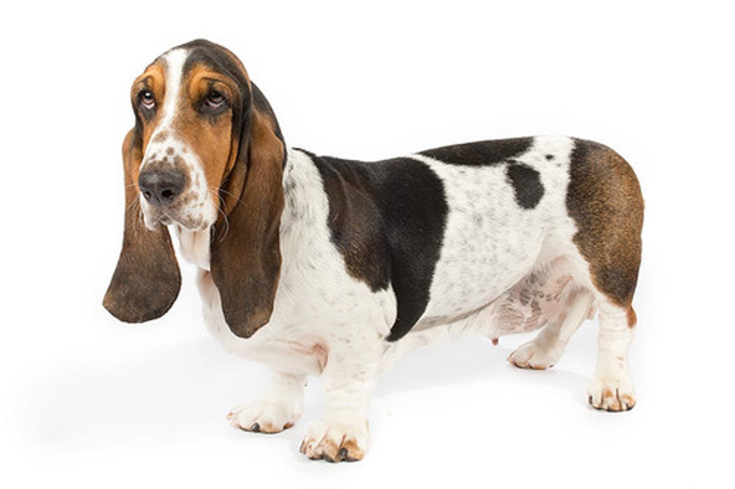 <p>Charming, Patient, Low-Key</p><p>AKC Breed Popularity: Ranks 39 of 194</p><p>Height: up to 15 inches</p><p>Weight: 40-65 pounds</p><p>Life Expectancy: 12-13 years</p><p>Group: Hound Group</p>