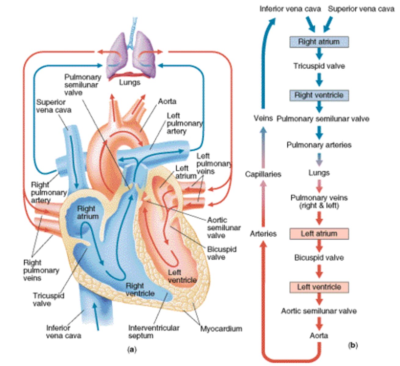 <p>1. De oxygenated blood from the superior &amp; inferior vena cava empties into the R atrium</p><p>2. Through the tricuspid valve</p><p>3. Into R ventricle</p><p>4 Through pulmonary semi-lunar valve</p><p>5. Pulmonary artery (unique* carries de-oxygenated blood)</p><p>6. Lungs</p><p>7. Pulmonary veins (unique* carries oxygenated blood)</p><p>8. L atrium</p><p>9. Through bicuspid valve/mitral valve</p><p>10. L ventricle</p><p>11. Through Aortic semi lunar valve</p><p>12. Aorta</p>