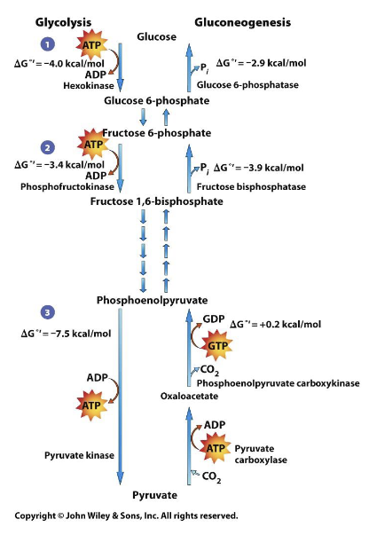 <p>A) glycolysis since it is a BREAK down of glucose</p><ul><li><p>gluconeogenesis is the making of glucose from non carbohydrate sources</p></li></ul>