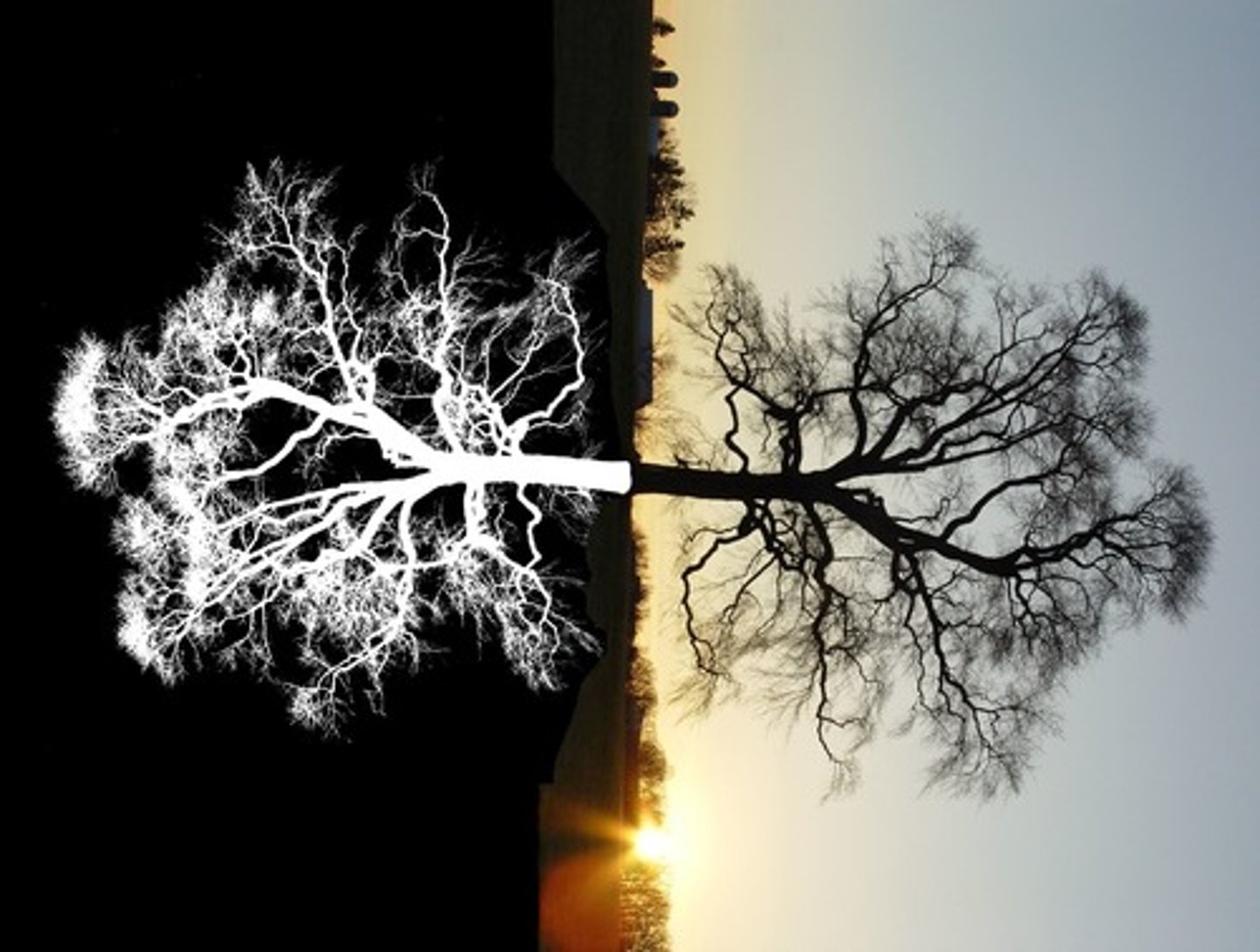 <p>sự đối lập</p>