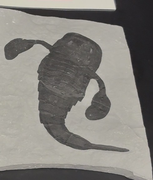 <p>What is labeled as trilobite dung?</p>