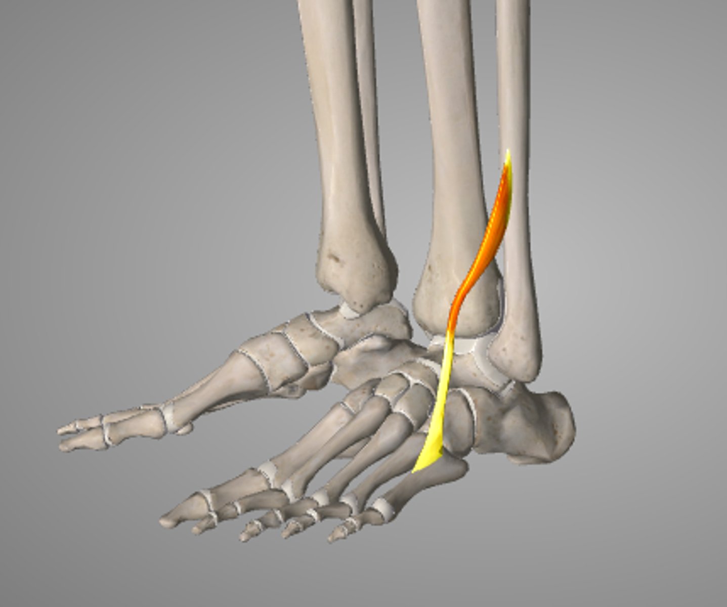 <p>kleine spier, dikwijls afwezig, gaat dikwijls afsplitsen van de M. digitorum longus,of soms helemaal een aparte spierbuik zijn.</p><p>O: distale derde van de facies medialis van fibula (of splits af van M. extensor digitorum longus)</p><p>I: onder retinaculum door naar basis MT5</p><p>W: pronatie als onderdeel van de M. extensor digitorum longus</p><p>Inn: N. fibularis profundus (L4,5-S1)</p>