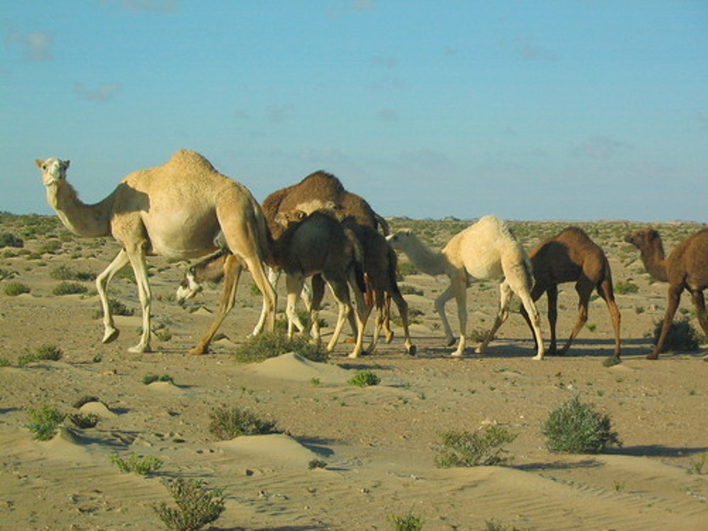 <p>camel</p>