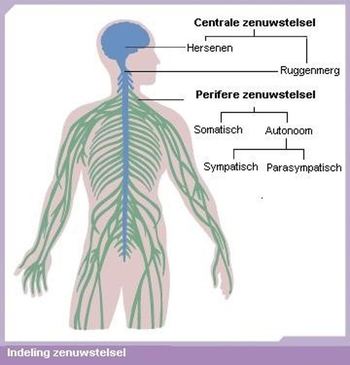 <p>Het centraal zenuwstelsel (CZS) bestaat uit de hersenen en het ruggenmerg, en fungeert als de centrale verwerkingsunit die commando's verstuurt en informatie ontvangt.</p><p>Grote hersenen: bewustwording.</p><p>Kleine hersenen: Coördinatie/evenwicht</p><p>Hersenstam: basisfuncties zoals ademhaling en bloedsomloop.</p>
