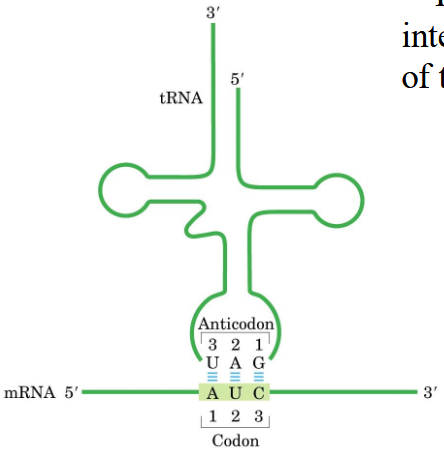 <p>The first base of codon interacts with the third base of the tRNA anticodon</p>