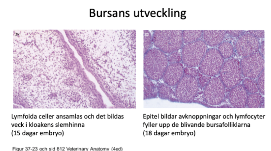 <ul><li><p>Lymfoida celler ansamlas och det bildas veck i kloakens slemhinna</p></li><li><p>Epitel bildar avknoppningar och lymfocyter fyller upp de blivande bursafolliklarna</p></li></ul><p></p>