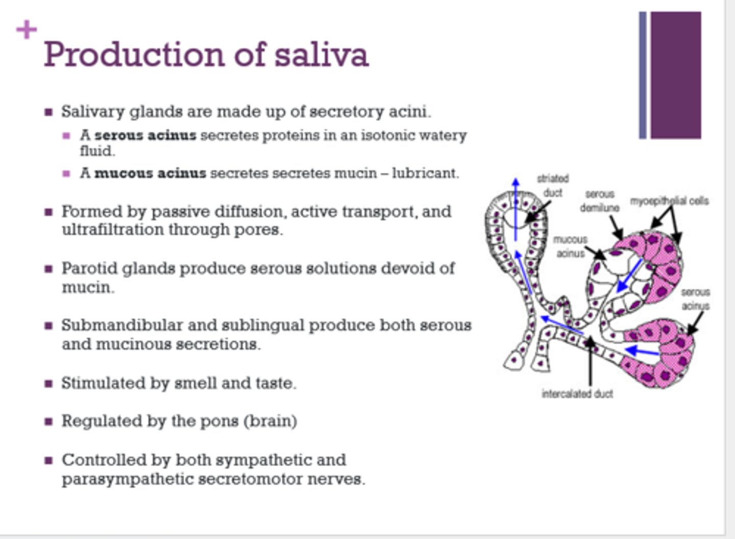 <p>submandibular and sublingual</p>