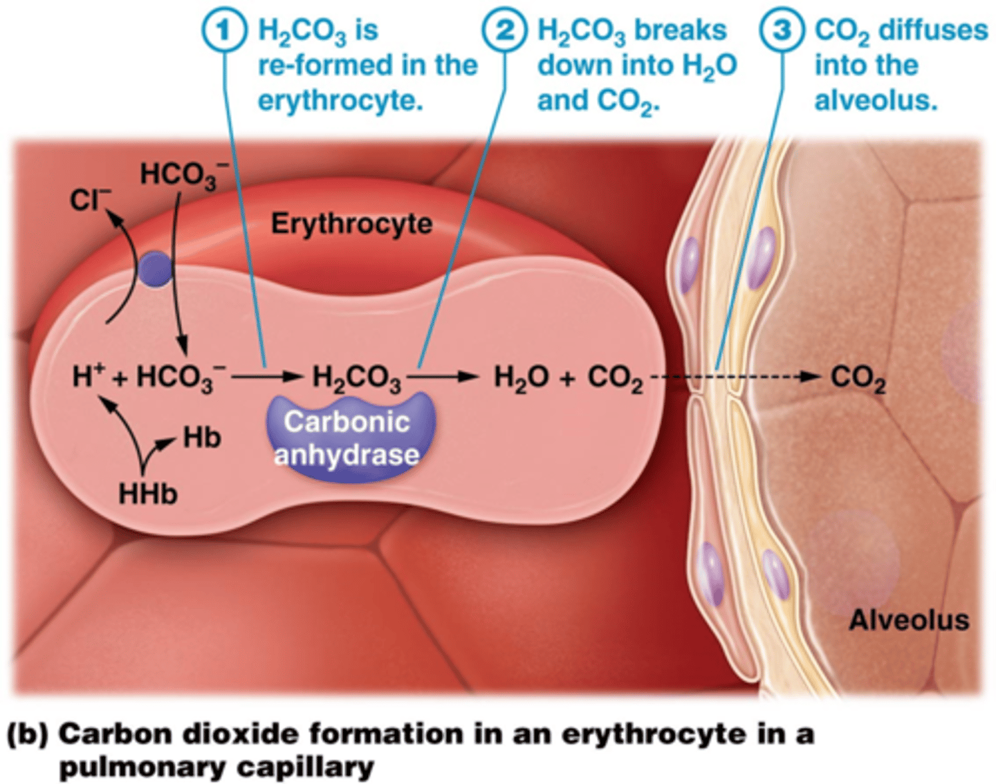 <p>A-Proton(H+)</p><p>B-Carbaminohemoglobin</p><p>C- Carbonic acid(H2CO3)</p><p>D-Carbonic anhydrase</p><p>E-Water (H2O)</p><p>F-Bicarbonate (HCO3- )</p><p>G-Carbon dioxide (CO2)</p><p>H-Chloride (Cl- )</p>