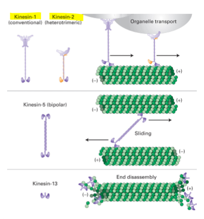 <p>(+) end directed MT motor proteins </p><ul><li><p>protein family with functionally diverse members </p></li><li><p>multimeric protein complex: 2 globular heads domains; ATP and MT binding; light chains → cargo binding </p></li><li><p>most kinesins mediate movement toward + end </p></li><li><p>requires ATP hydrolysis </p></li></ul><p></p>