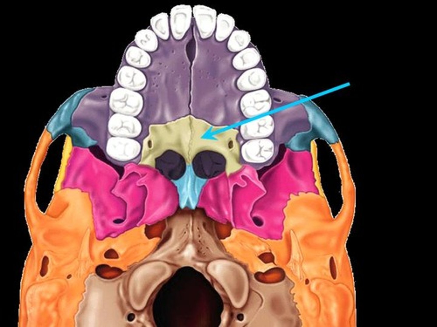 <p>forms posterior part of hard palate</p>