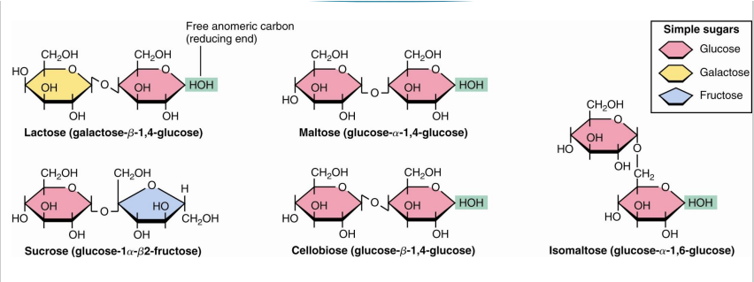 <p>2 sugars with <span><strong>&nbsp;one hydroxyl provided intramolecularly</strong></span> and <span><strong>one hydroxyl from the other monosaccharide</strong></span></p>