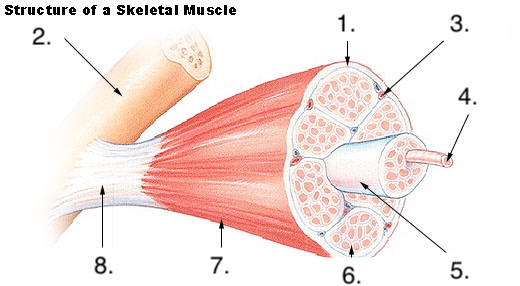 <p>Name structure 4.</p>