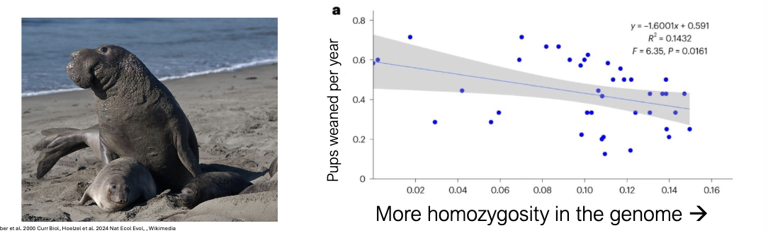 <p>Genetic drift example: Northern elephant seals </p><p>Potential conservation implications, because drift isn’t the only evolutionary force at work </p><ul><li><p>Post-bottleneck seals are more likely to be HOMOZYGOUS at any given locus (drift: we know this from sequencing DNA from thousand-year-old seal bones) </p></li></ul><ul><li><p>More homozygous seals have LOWER FITNESS (inbreeding depression, a form of natural selection;)</p></li></ul><p></p>