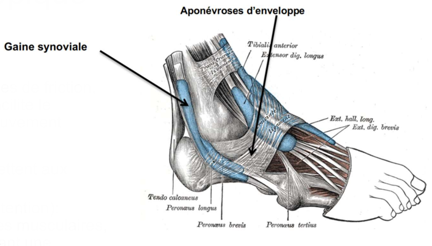 <p>Les aponévroses <strong>d’insertion </strong>permettent aux muscles de s’insérer sur les os</p><p>Les apronévroses <strong>d’enveloppe </strong>(contention) enveloppent les muscles ou groupes musculaires, les maintenant en place et permettant une meilleure transmission de la force </p>