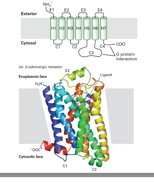 <ul><li><p><strong>GPCRs</strong>, also known as <strong>seven-transmembrane domain receptors, 7TM receptors, heptahelical receptors, serpentine receptor</strong> and <strong>G-protein linked receptors (GPLR)</strong> make up a large protein family of receptors that sense molecules outside the cell and activate inside signal transduction pathways and ultimately, cellular respones </p></li><li><p>called 7 transmembrane receptors b/c they pass thru cell membrane 7 times</p></li><li><p>basic structure</p><ul><li><p>7 transmembrane domains (TMDs)</p></li><li><p>3 intracellular loops, 3 extracellular loops, N- and C- terminals</p></li><li><p>GPCRs = single-chain polypeptides consisting of approximately. 300 AA</p></li><li><p>high sequence conservation within the 7 transmembrane segment core; more diversity within the cytoplasmic loops and C terminus</p></li></ul></li><li><p>naming a few GPCRs</p><ul><li><p>adrenergic receptor</p></li><li><p>muscarinic receptor</p></li><li><p>dopamine receptor</p></li><li><p>histamine receptor</p></li><li><p>opioid receptor</p></li><li><p>serotonin receptor</p></li></ul></li></ul><p></p>