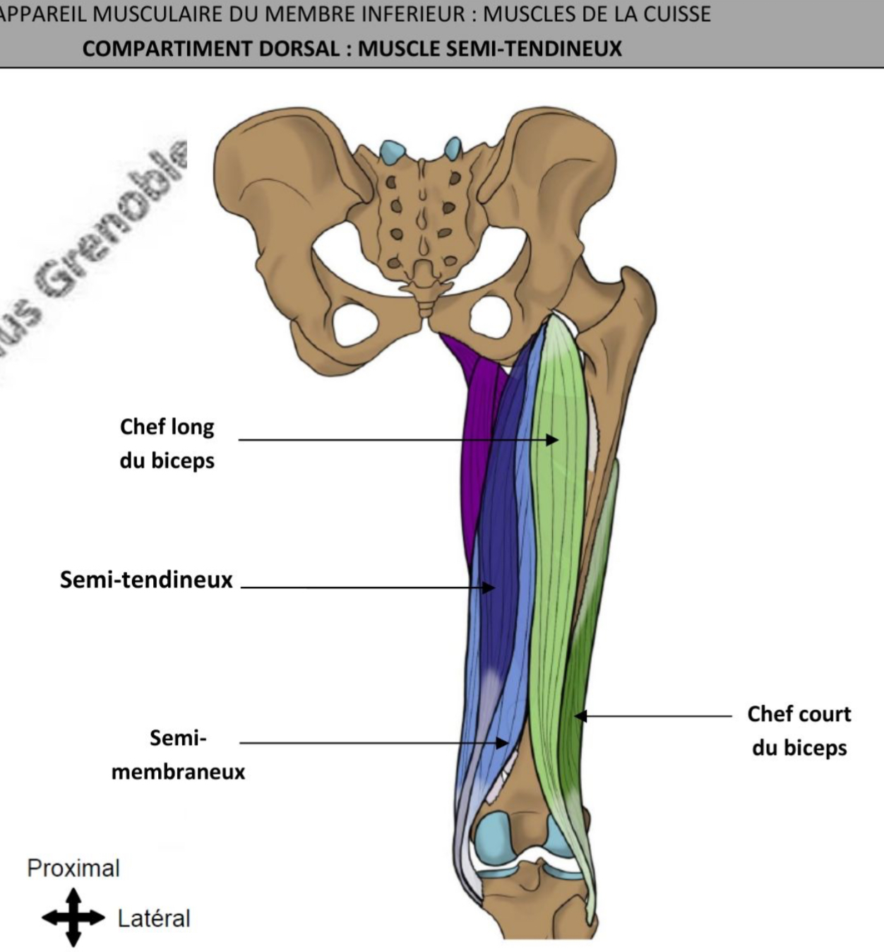 <ul><li><p>fusiforme</p></li><li><p>long tendon qui occupe le tiers distal du corps musculaire</p></li><li><p>vertical</p></li><li><p>fléchisseur de genou, rotateur médial de genou, extenseur de hanche</p></li><li><p>nerf tibial</p></li></ul><p></p>