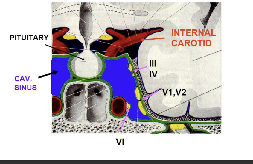 <p>interior carotid, cranial nerves 3,4,5, 6</p>