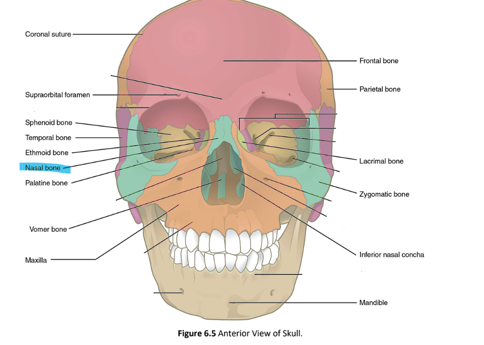<p>nasal bone</p>