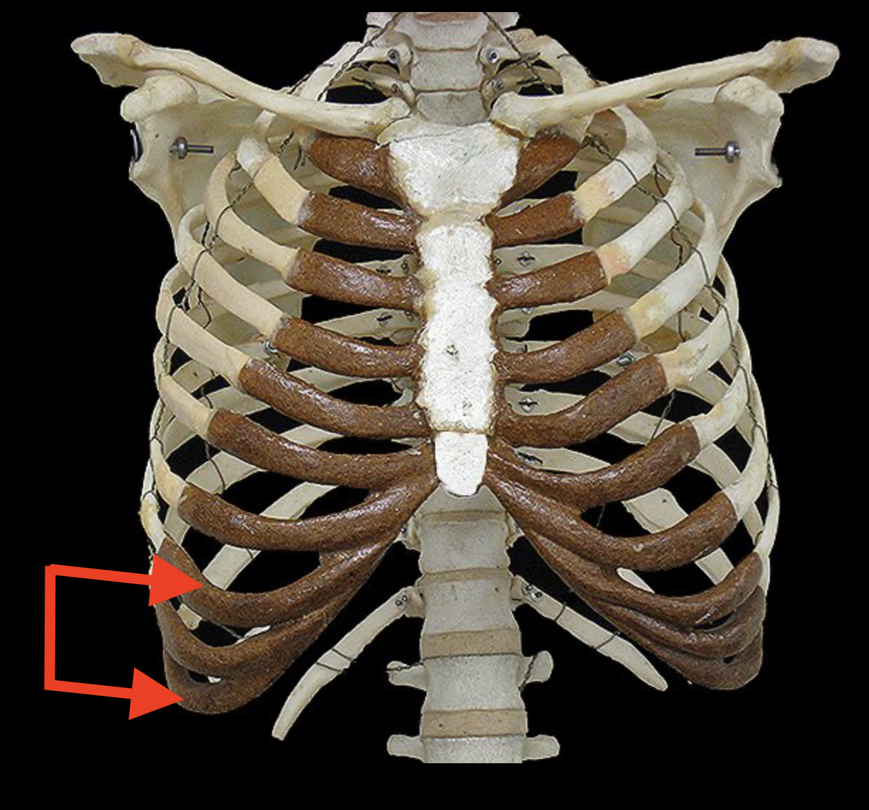 <p>Structures included in the arrows are</p>