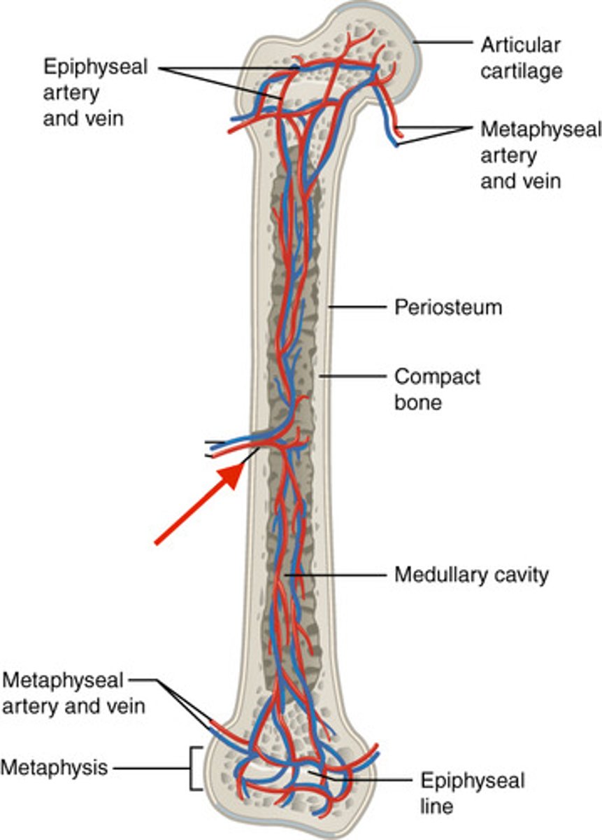 <p>large artery that enters compact bone near the middle of the diaphysis</p>