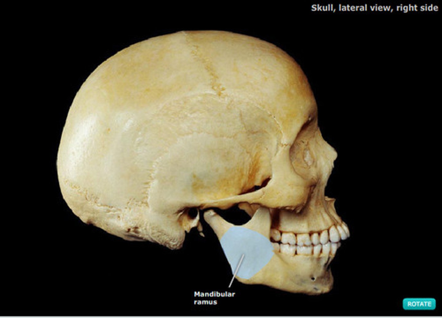 <p>vertical extension of the body of the mandible on either side</p>