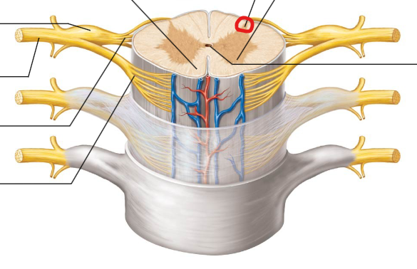 <p>Parts of the gray matter where sensory neurons enter.</p>