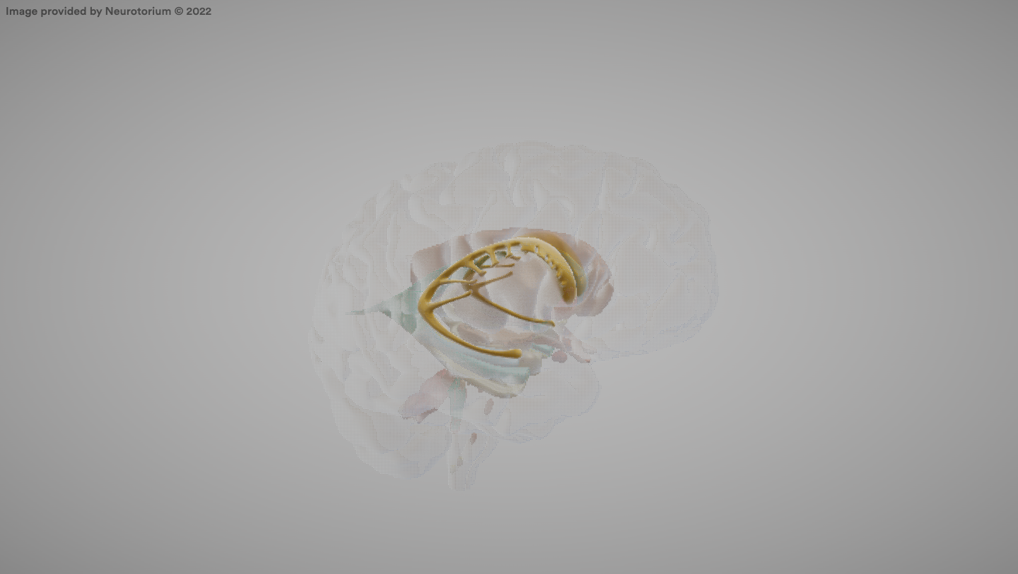 <p>Part of the basal ganglia involved in motor control and procedural learning.</p>
