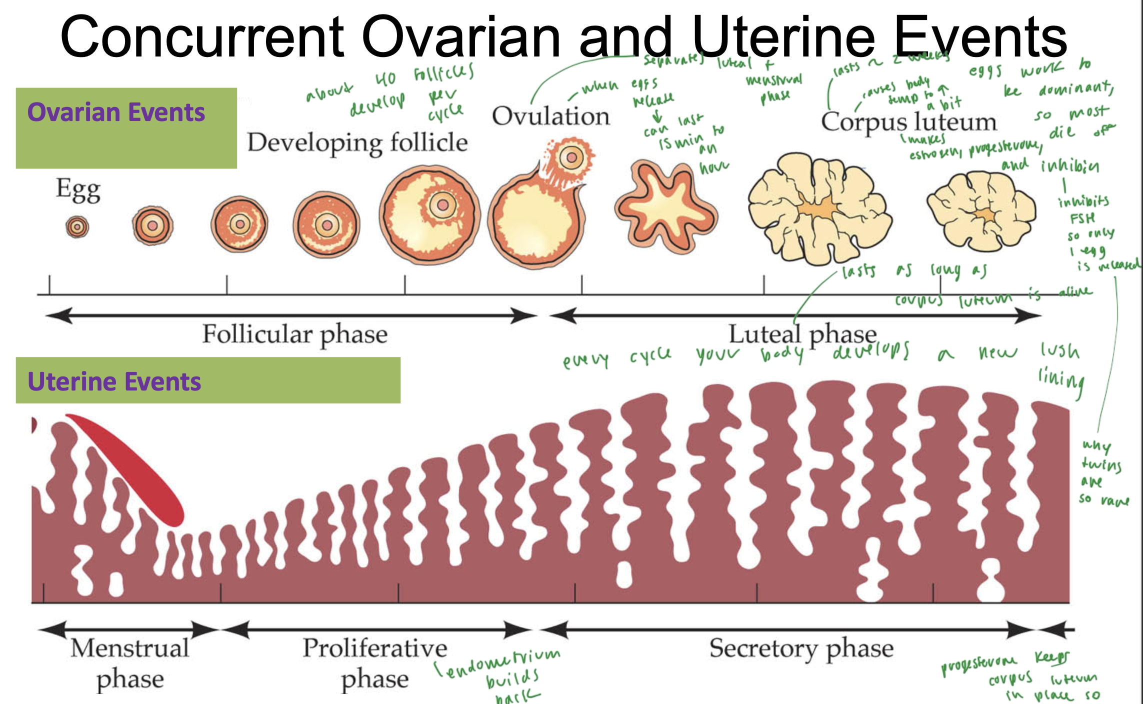 <ul><li><p>follicular phase in ovaries: the follicle develops, stimulated by FSH</p></li><li><p>ovulation occurs and an egg is released (lasts 15 min to 1 hr)</p></li><li><p>luteal phase in ovaries: corpus luteum produces estrogen, progesterone, inhibin</p></li><li><p>menstrual phase in the uterus occurs during the follicular phase of the ovaries</p></li><li><p>then proliferative phase builds the endometrium back up</p></li><li><p>during secretory phase of the uterus, the endometrium is fully developed with lush lining, ready to support pregnancy</p></li></ul><p></p>