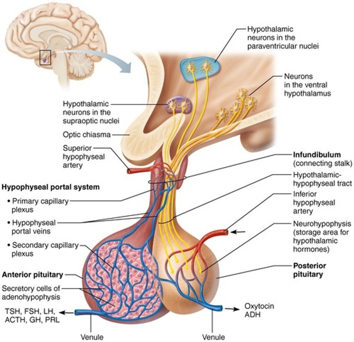 <p>Capillary network connecting hypothalamus and anterior pituitary.</p>