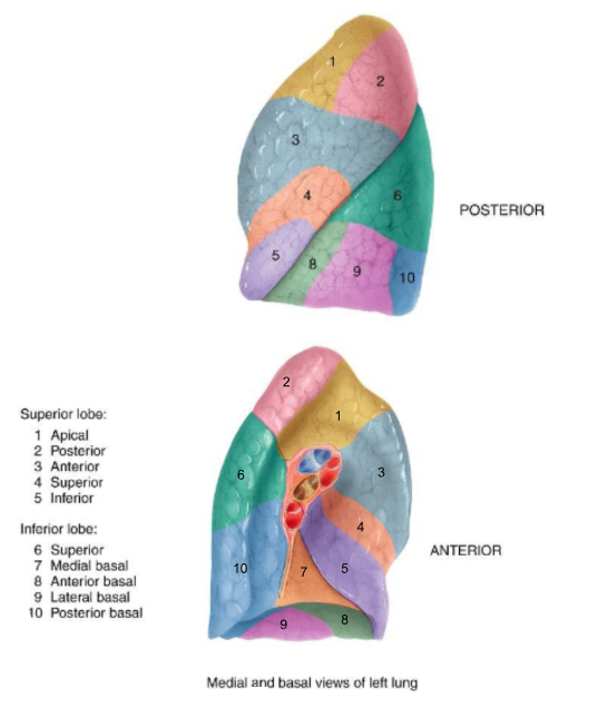 <p>The left lung has <strong>10 segments</strong> and <strong>1 fissure</strong>: the <strong>oblique fissure</strong></p>