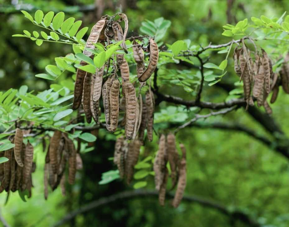 <p><em>Robinia pseudoacacia</em></p><p>Fabaceae</p>