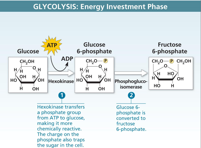 <ul><li><p>glucose is prepared for the next two phases by the addition of two phosphate groups</p><ul><li><p>produces fructose 1,6 - bisphosphate</p></li><li><p>requires an input of energy in the form of two molecules of ATP (<strong>substrate-level phosphorylation)</strong></p></li></ul></li><li><p>phosphorylation of glucose traps the molecule inside the cell and destablilizes it so that it is ready for next phase</p></li><li><p></p></li></ul><p></p>