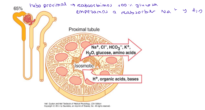 <p>Reabsorbemos el 100% de glucosa y empezamos a reabsorber el sodio y el agua (el agua sigue al sodio para mantener la osmolaridad, ambos 65%).</p><p>Es también importante para la secreción de ácidos orgánicos y bases → sales biliares, oxalacetato, urato, catecolaminas (productos finales del metabolismo)</p>