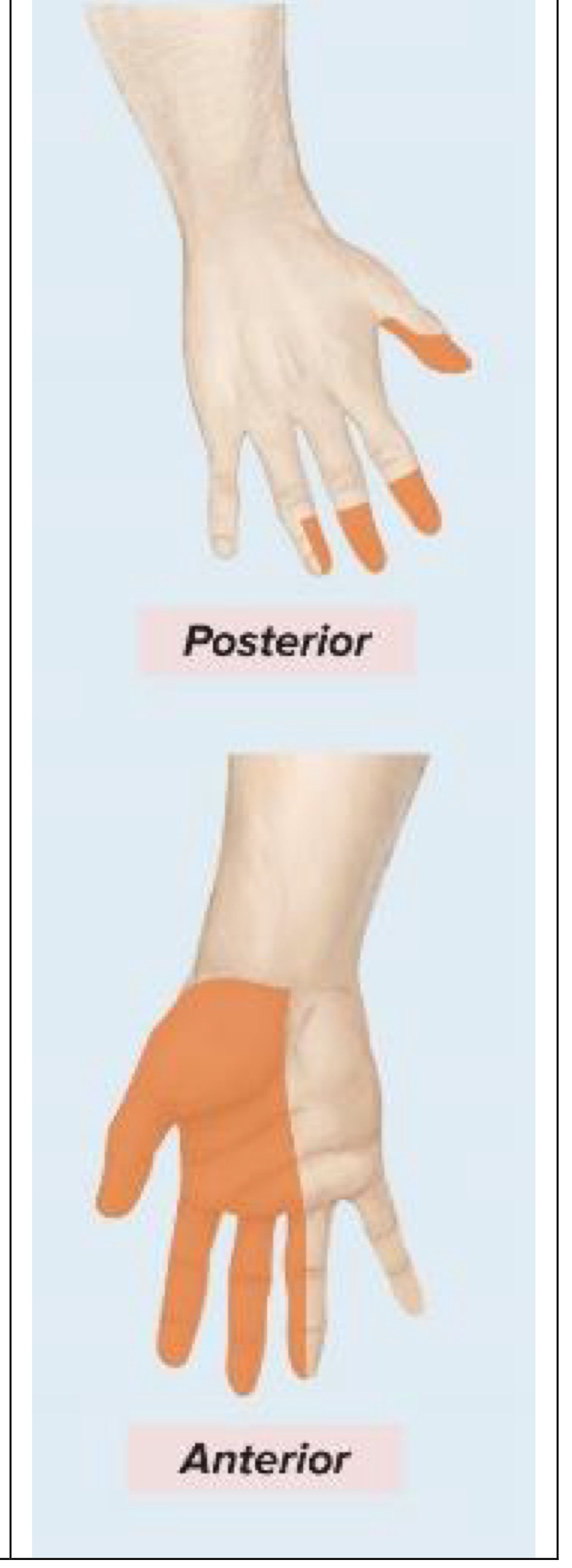 <p>Sensory innervation of median nerve</p>