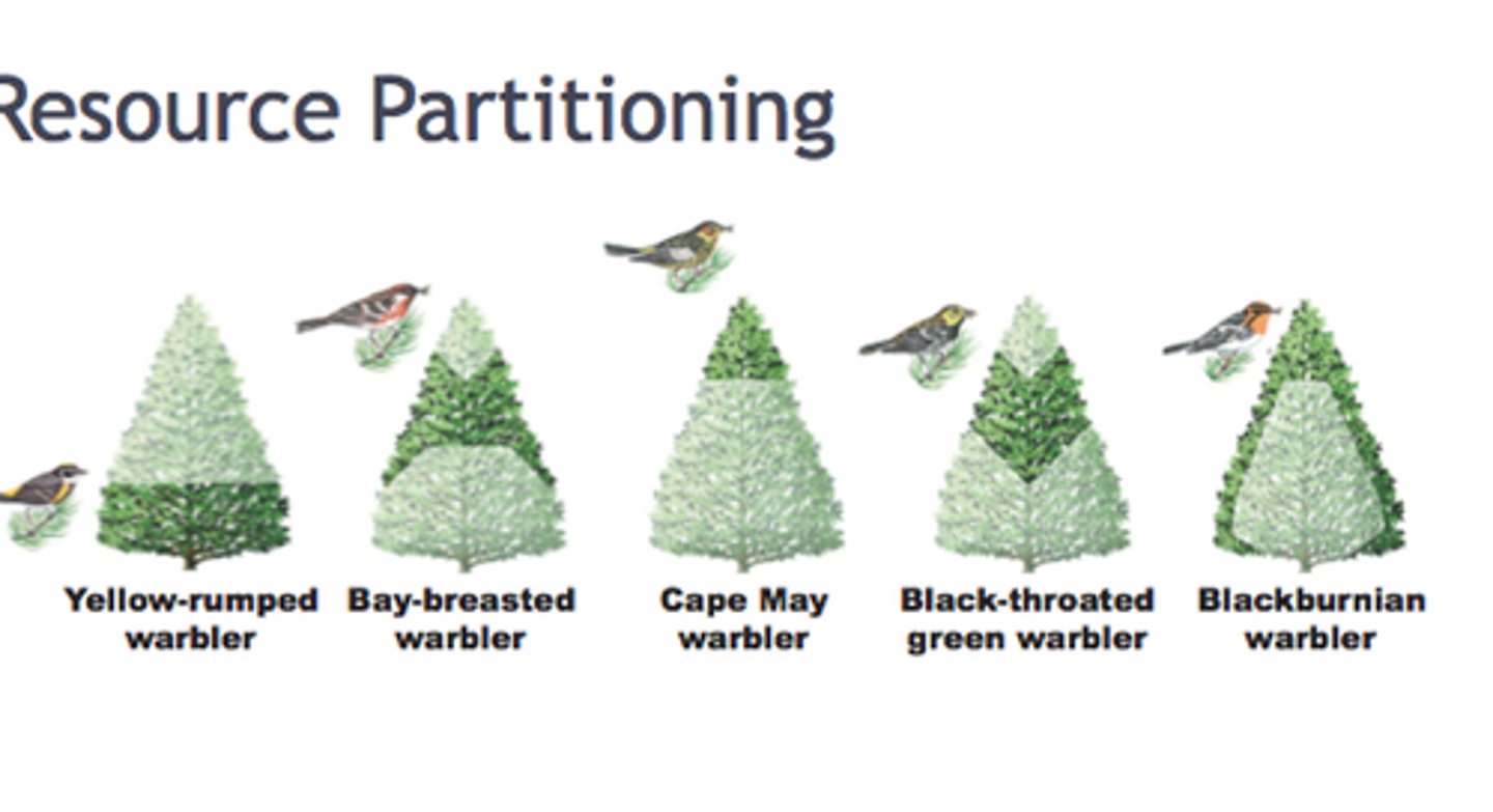 <p>looking at NE warblers in 1958, concluded that greater foliage height diversity (complex and multi-layer canopy) meant a greater bird species diversity</p>