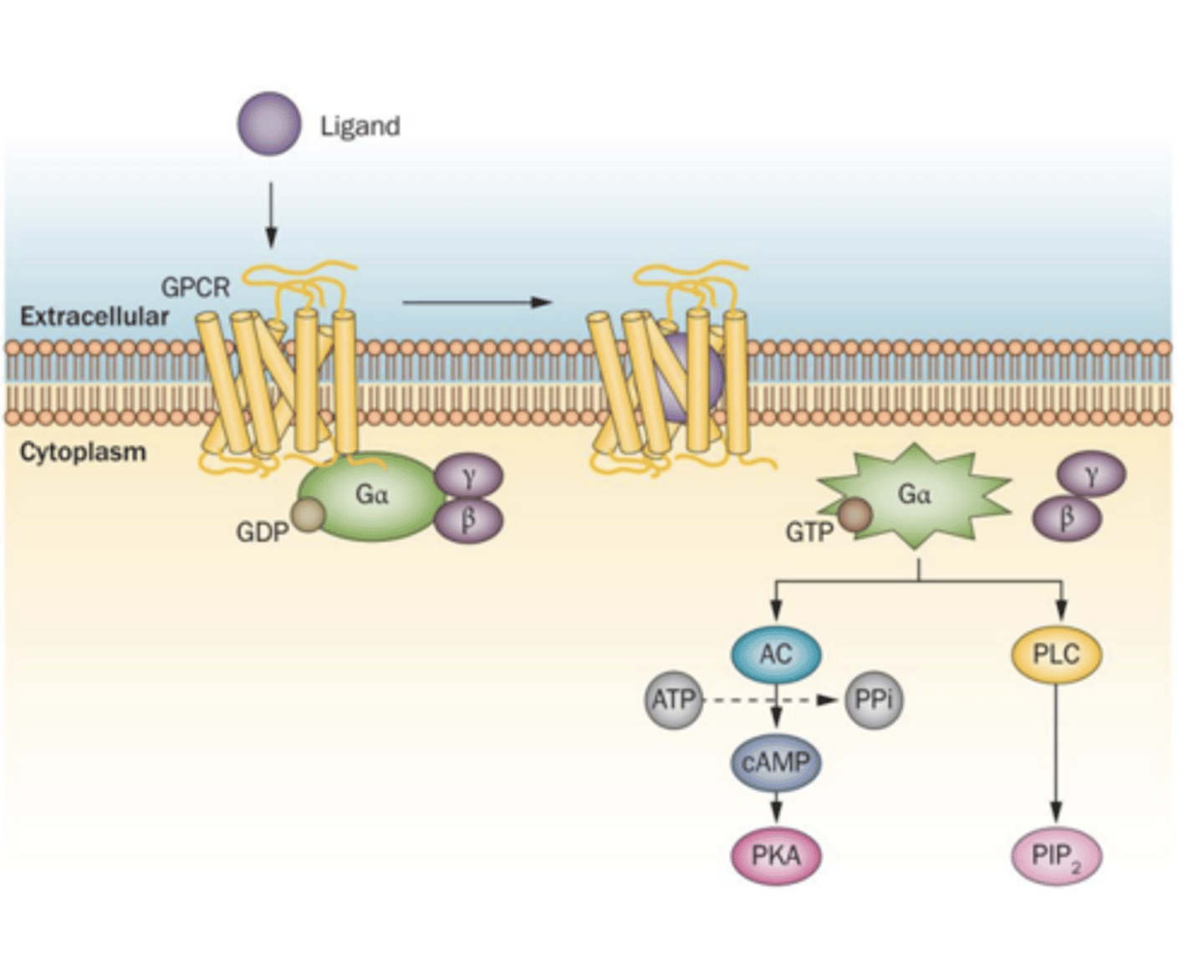 <p>When ligands attaches to the GPCR, this causes GEFs to replace the GDP, attached to the G-protein, with GTP.</p><p>This activates the G-protein causing it to disassociate and move to second messengers and activate them.</p>