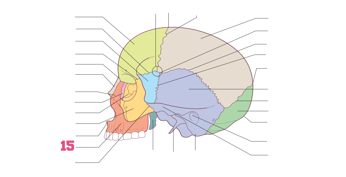 <p>15</p>