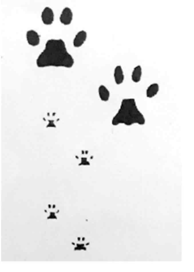 <p>What footprint is this?</p>