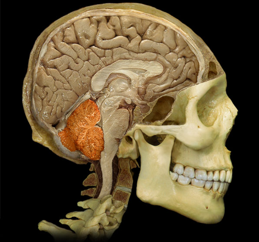 <p>What is this and what is its function?</p>